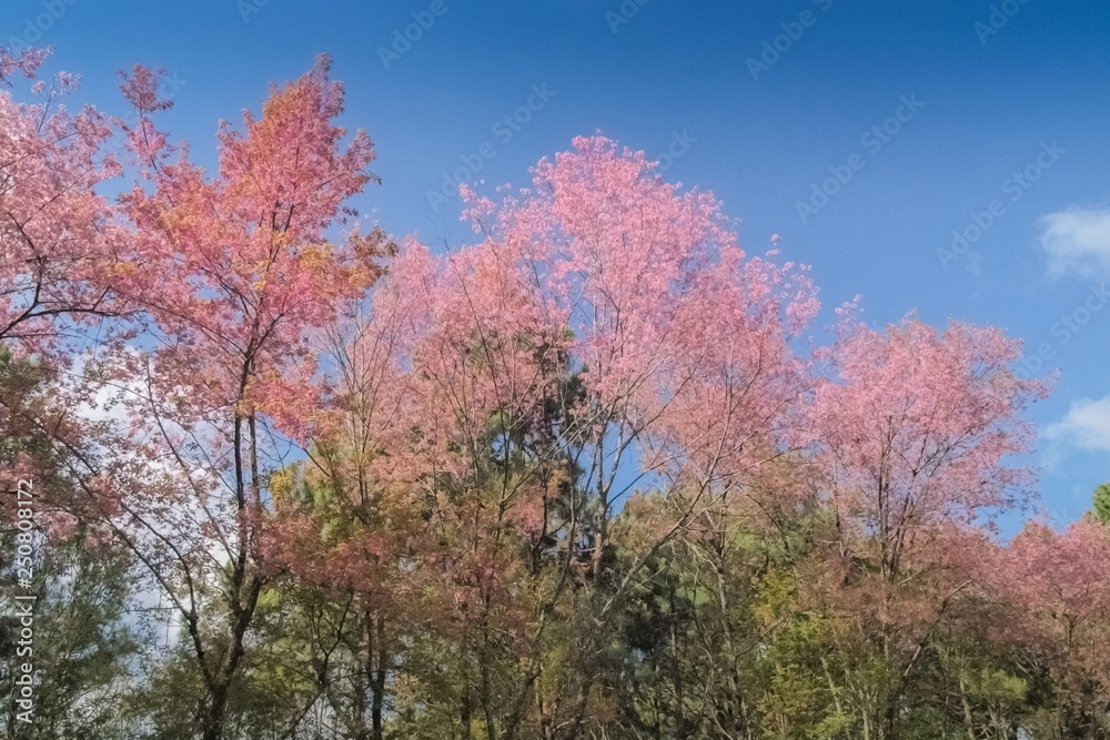 Wild Himalayan (Prunus cerasoides) Cherry Blossom on top tree with blue sky background, Doi Ang Khang, Chiang Mai, northern of Thailand.