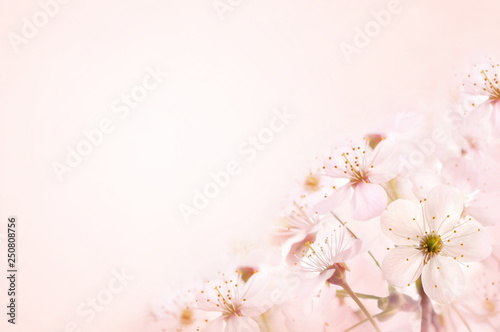 Fototapeta Naklejka Na Ścianę i Meble -  Spring blossom/springtime cherry bloom, bokeh flower background, pastel and soft floral card, toned	