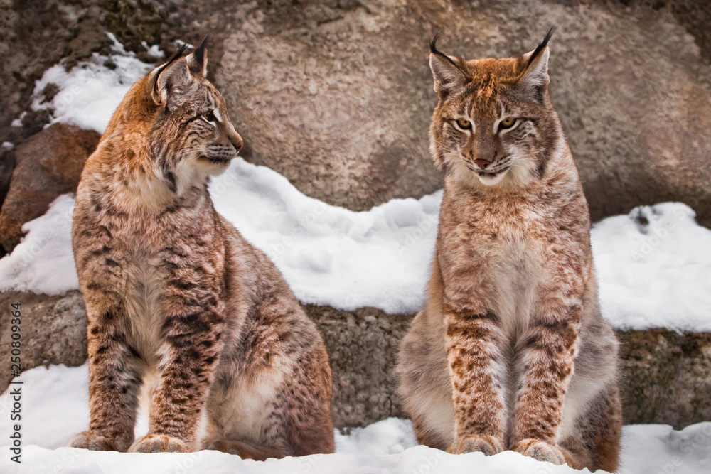 Slender lynxes look at each other sit in identical poses in the snow against the background of rocks, beautiful wild cats close-up cats.