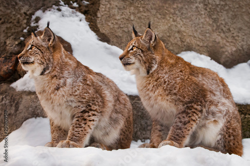 Two beautiful and beautiful big wild cats of a lynx sit in identical poses in the snow against the background of rocks, attentive eyes of clear eyes.