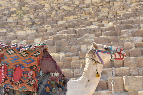 Fully Dressed Camel at Great Pyramid of Giza
