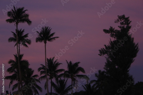 palm trees at sunset © Марина Синькова