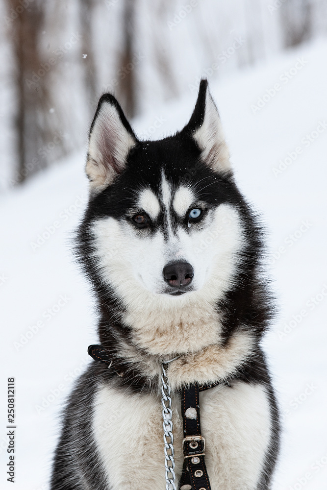 Barking Siberian Husky. Close up Husky breed photo on white snow background