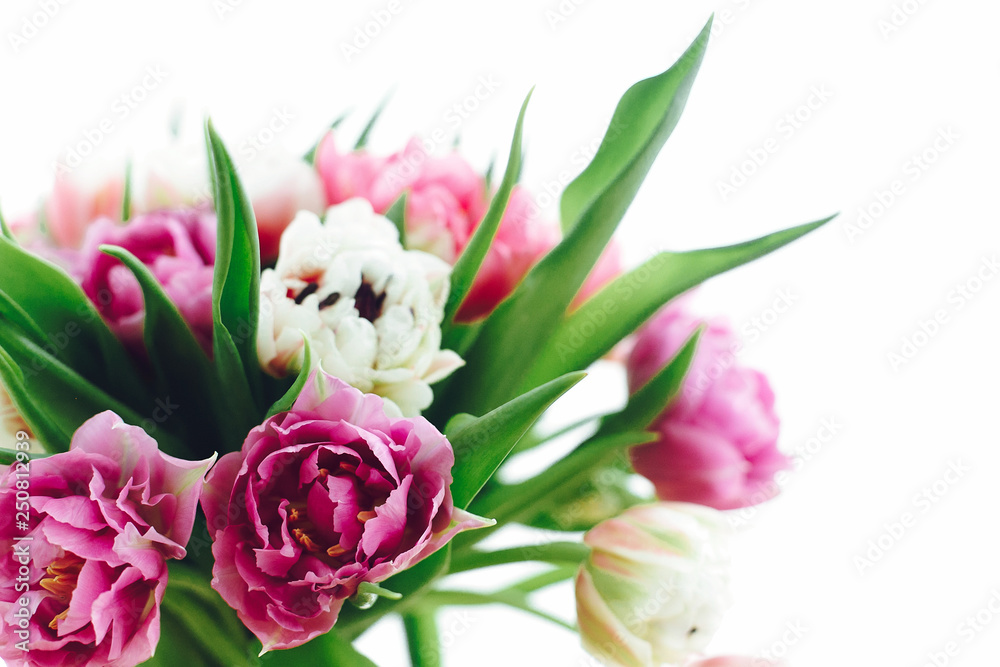 Beautiful pink and purple tulips in soft light. Double peony tulips isolated on white with copy space. Colorful flowers for holiday. Happy mothers day. International women's day. Hello Spring Beautiful pink and purple tulips in soft light. Double peony tulips isolated on white with copy space. Colorful flowers for holiday. Happy mothers day. International women's day. Hello Spring