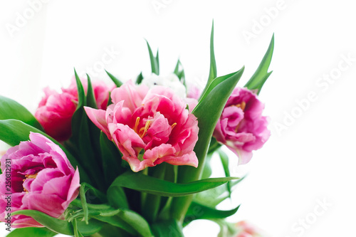 Beautiful pink and purple tulips in soft light. Double peony tulips isolated on white with copy space. Colorful flowers for holiday. Happy mothers day. International women's day. Hello Spring © sonyachny