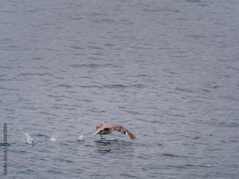 Fototapeta premium Svalbard Northern Fulmar (Fulmarus glacialis) flying over the arctic sea. Svalbard, Norway