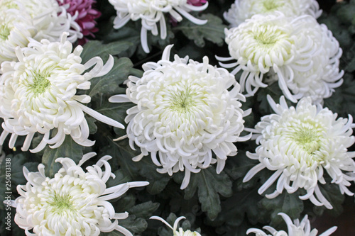 Tablou pe pânză Fleur de chrysanthème boule à la Toussaint