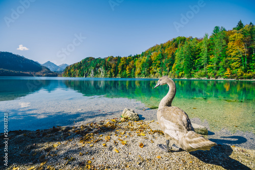 Alpsee Lake and Swan in Fussen, Bavaria, Germany