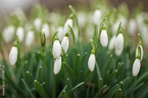  Closeup shot of fresh common snowdrops (Galanthus nivalis) blooming. Lovely snowdrop flowers (Galanthus nivalis). A cluster of snowdrop flowers, Galanthus nivalis, in a woodland in early February