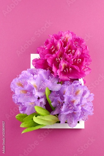 Fototapeta Naklejka Na Ścianę i Meble -  Flower card. Flower frame.Purple and bright pink rhododendron flower on a  fuchsia background.top view,copy space.Mothers Day. International Women's Day.