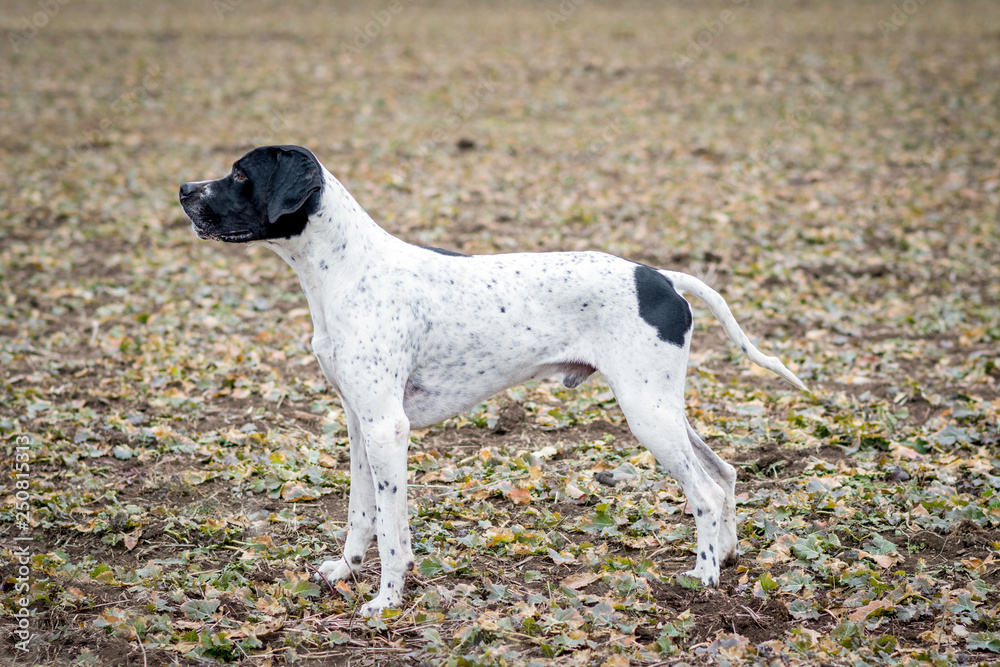 Overno Bracke, another name for Auvergne Pointer, a dog with a square body and high legs, covered with short blue fur with black splashes