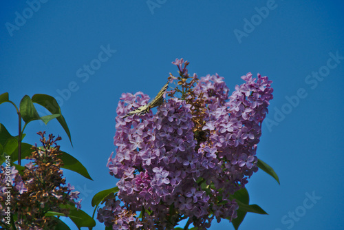 Fiori del Lilla