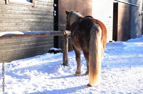 Course en traineau tiré par un cheval scandinave (Levi- Laponie finlandaise) photo