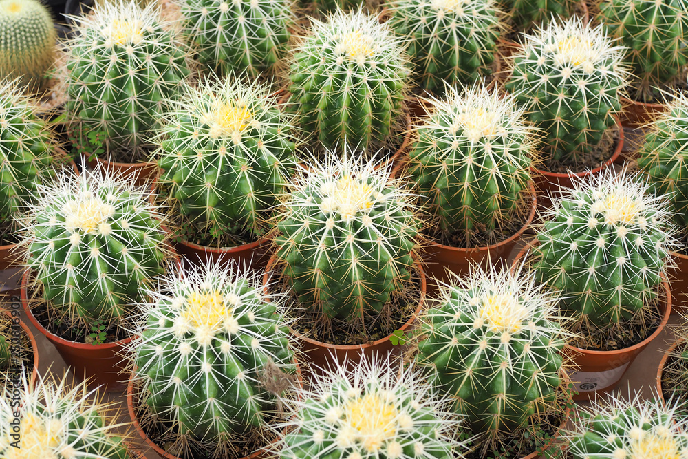 Beautiful green cactus plant in flowerpot Beautiful green cactus plant in flowerpot