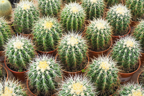 Beautiful green cactus plant in flowerpot