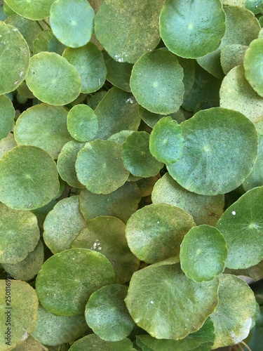 Green leaf of ornamental plants in the garden 