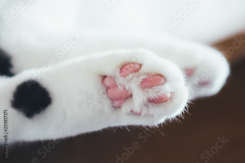Wallpaper Mural Lovely fluffy paws of a white cat with pink pads and black spots. Torontodigital.ca