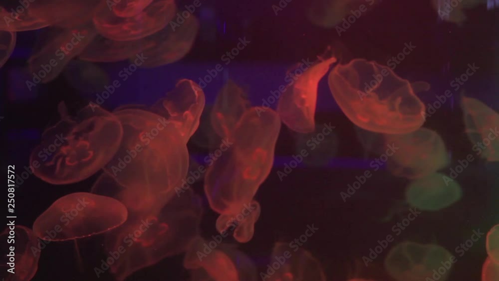Shiny jellyfish swims in an aquarium, Blue water, Background, transparent jellyfish underwater footage. Wallpaper underwater sea. Shiny jellyfish swims in an aquarium, Blue water, Background, transparent jellyfish underwater footage. Wallpaper underwater sea.