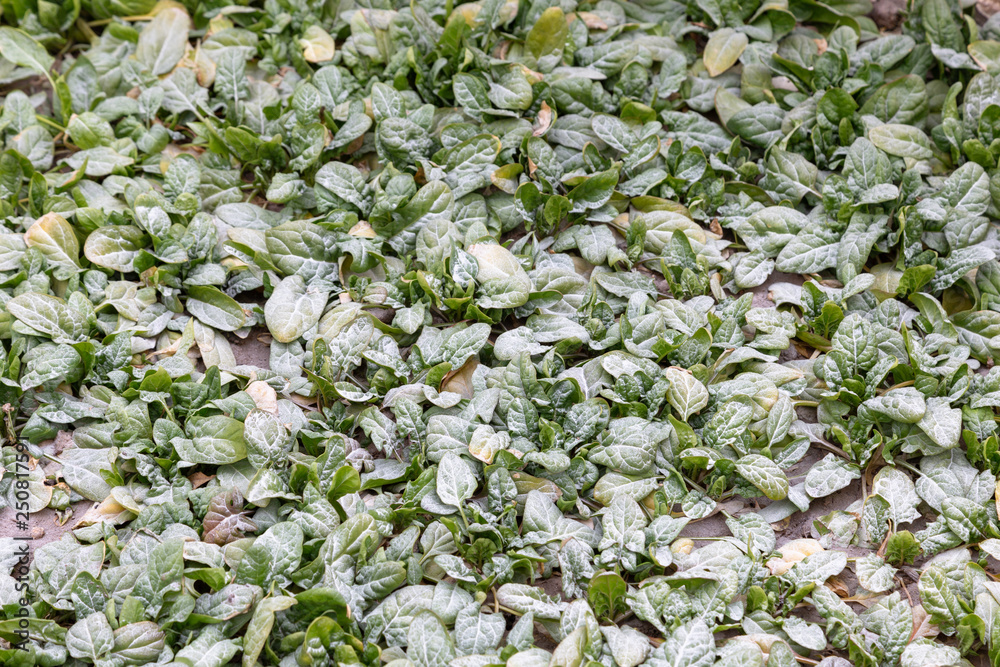 vegetables under frost vegetables under frost