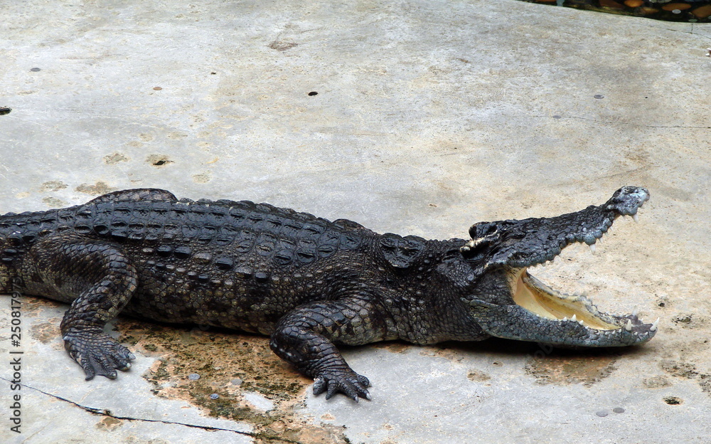 From a hungry and aggressive crocodile, a person can not even save the cage in which he is located. From a hungry and aggressive crocodile, a person can not even save the cage in which he is located.