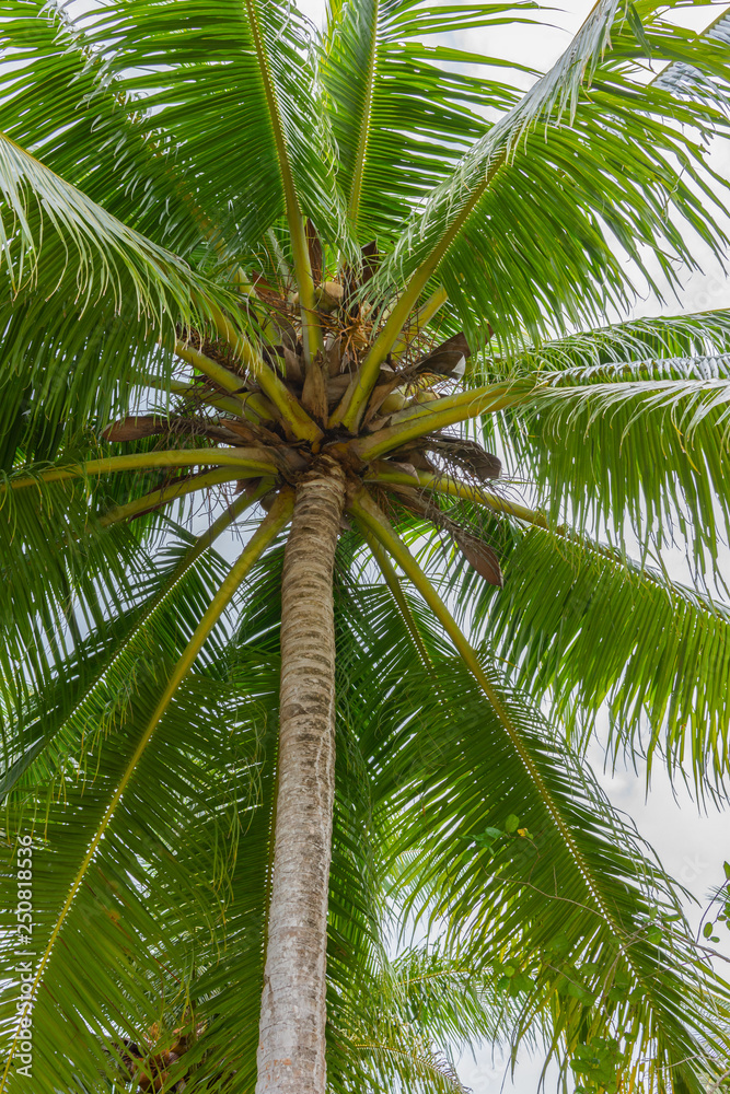 Obraz premium palm tree leaves