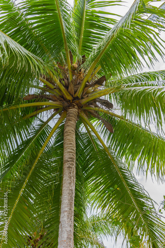 palm tree leaves © Gao