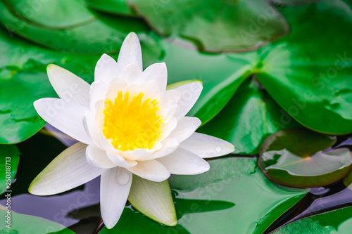 beautiful white waterlily or lotus flower in pond © Praew stock