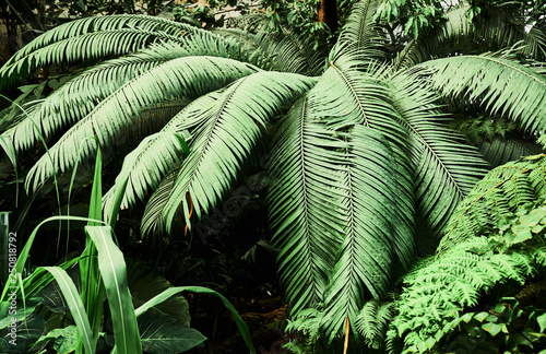 Fototapeta Naklejka Na Ścianę i Meble -  Colorful tropical palm leaves. Close-up.