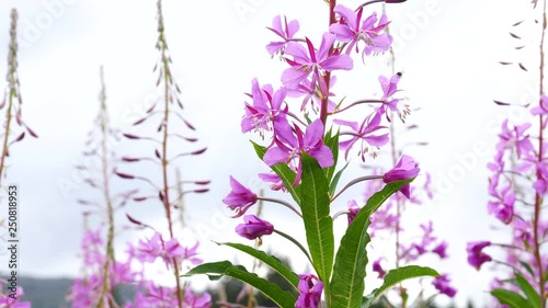 The tall purple flowers rosebay willowherb on norwegian nature photo