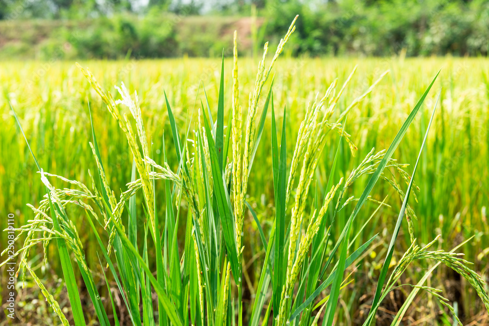 Obraz premium Rice field in local area of Thailand sunny day