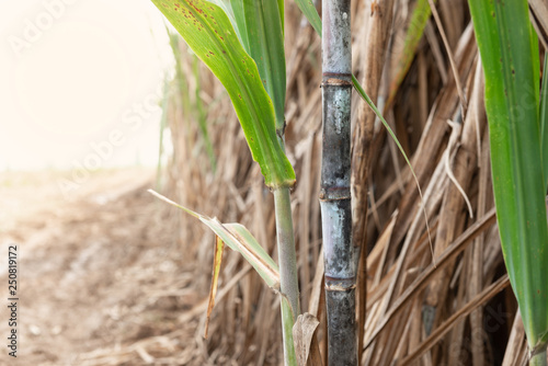Sugarcane planted to produce sugar and food. photo