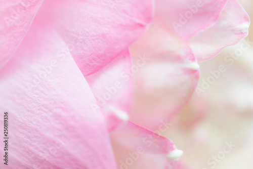 Sweet color lotus in soft style for background