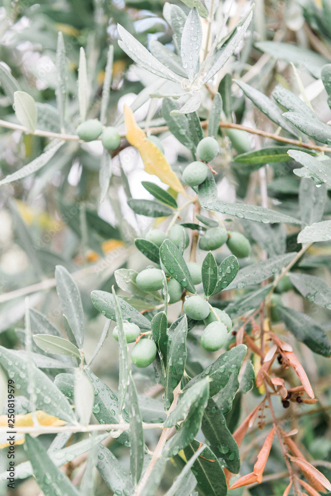 Obraz premium Olive tree branch with leaves and green olives and rain drops. Natural agricultural background. 