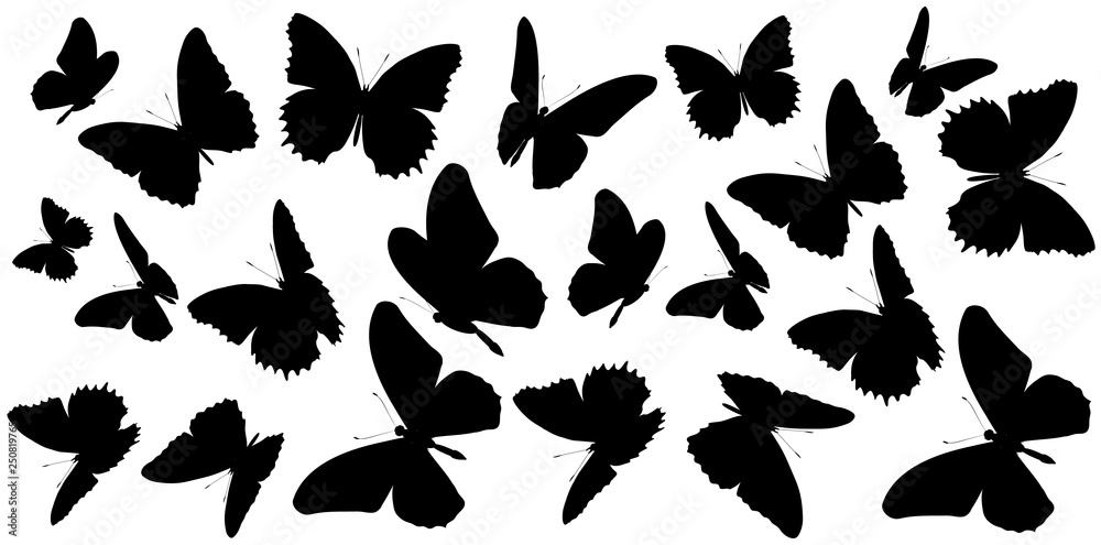 black butterfly, isolated on a white black butterfly, isolated on a white