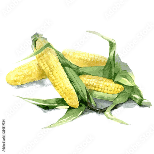 Two cobs of corn. Hand drawn watercolor illustration. Vector