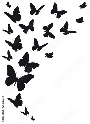 black butterfly, isolated on a white © aboard