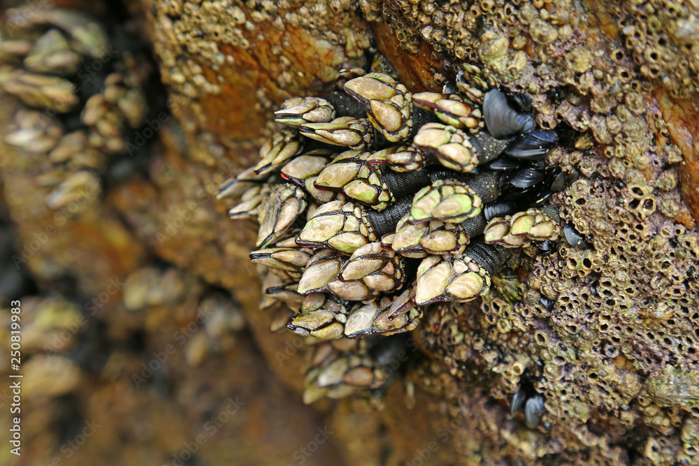 Goose barnacles (Pedunculata) in a sea grotto Goose barnacles (Pedunculata) in a sea grotto