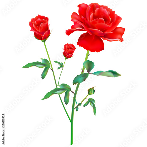 red roses  flowers  isolated on a white