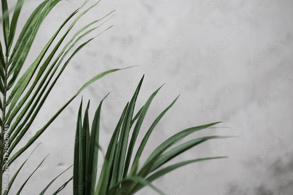 Obraz premium tree branches-leaves on wall white cement or concrete background,sunlight rays through