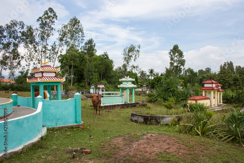 Cow on a colorful cemetery near Hoi An, Vietnam