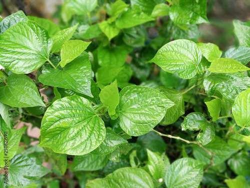 Wild betel leaf bush herbs or vegetables food nature green background