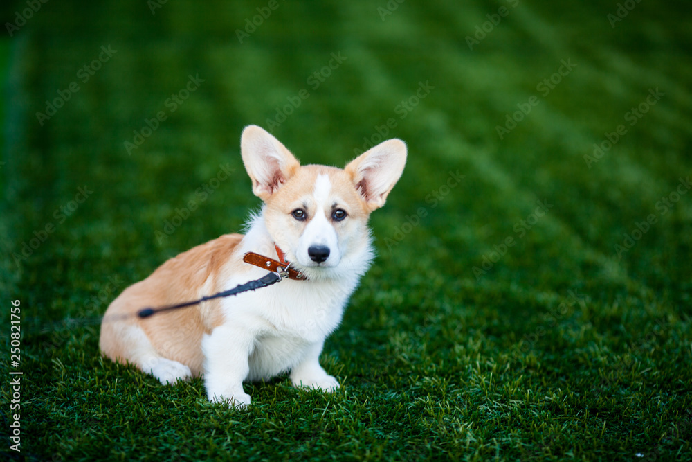 welsh corgi pembroke portrait puppy welsh corgi pembroke portrait puppy