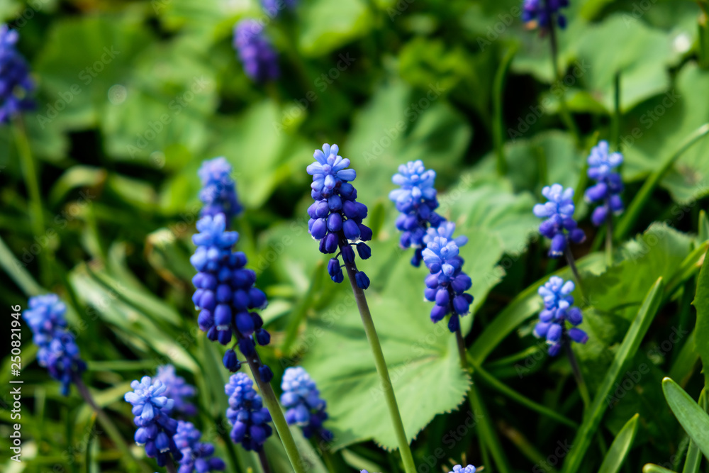 Spring Flowers in Bavaria, Germany Spring Flowers in Bavaria, Germany