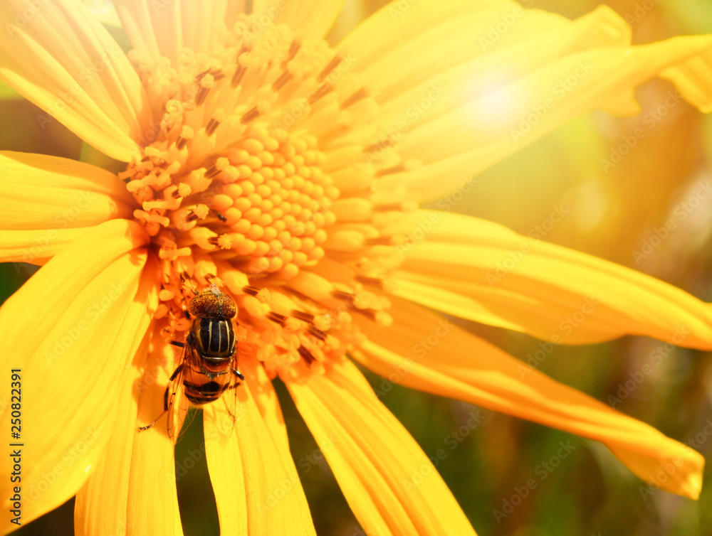 Bee on yellow flower pollinating sunflower in spring summer garden Bee on yellow flower pollinating sunflower in spring summer garden