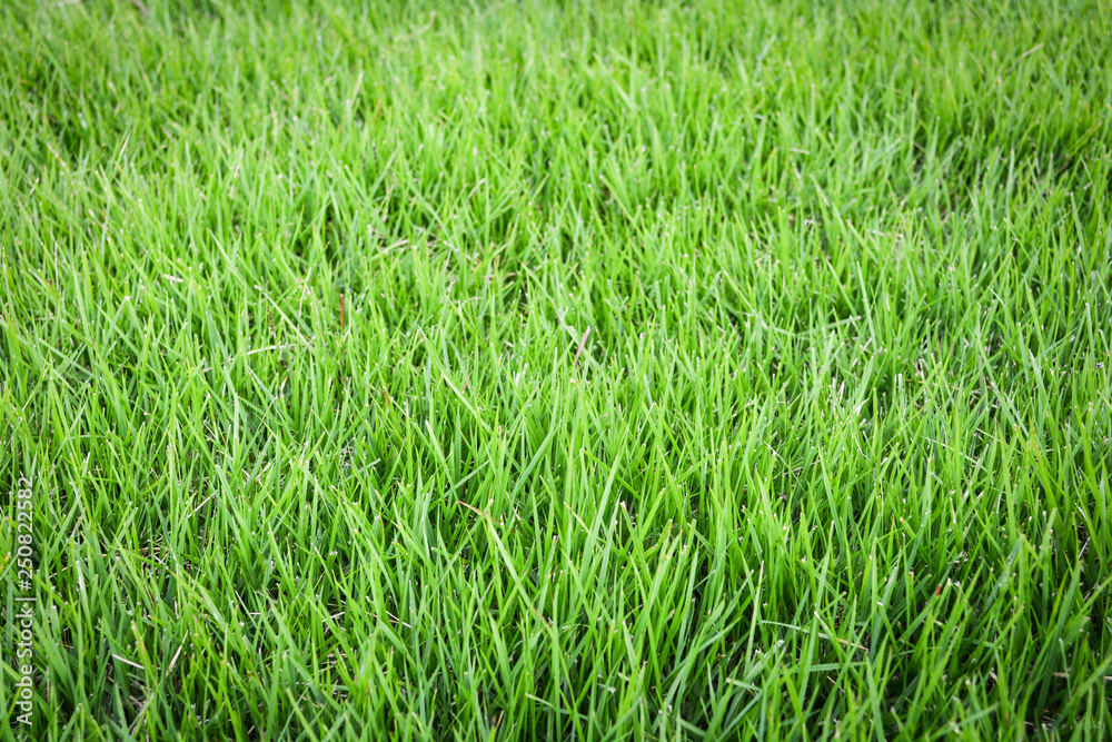 Fresh green grass lawn meadow texture on field background Fresh green grass lawn meadow texture on field background