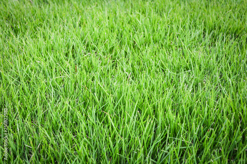 Fresh green grass lawn meadow texture on field background © Bigc Studio