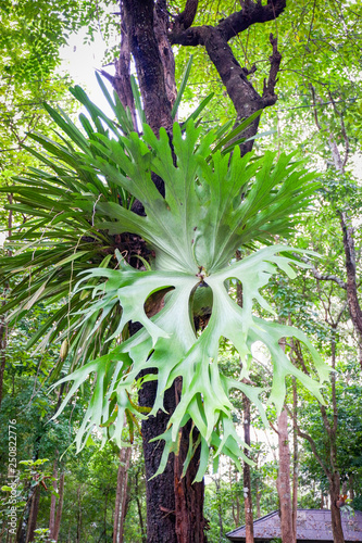 Platycerium ferns staghorn or elkhorn fern growing on branch tree in the garden photo