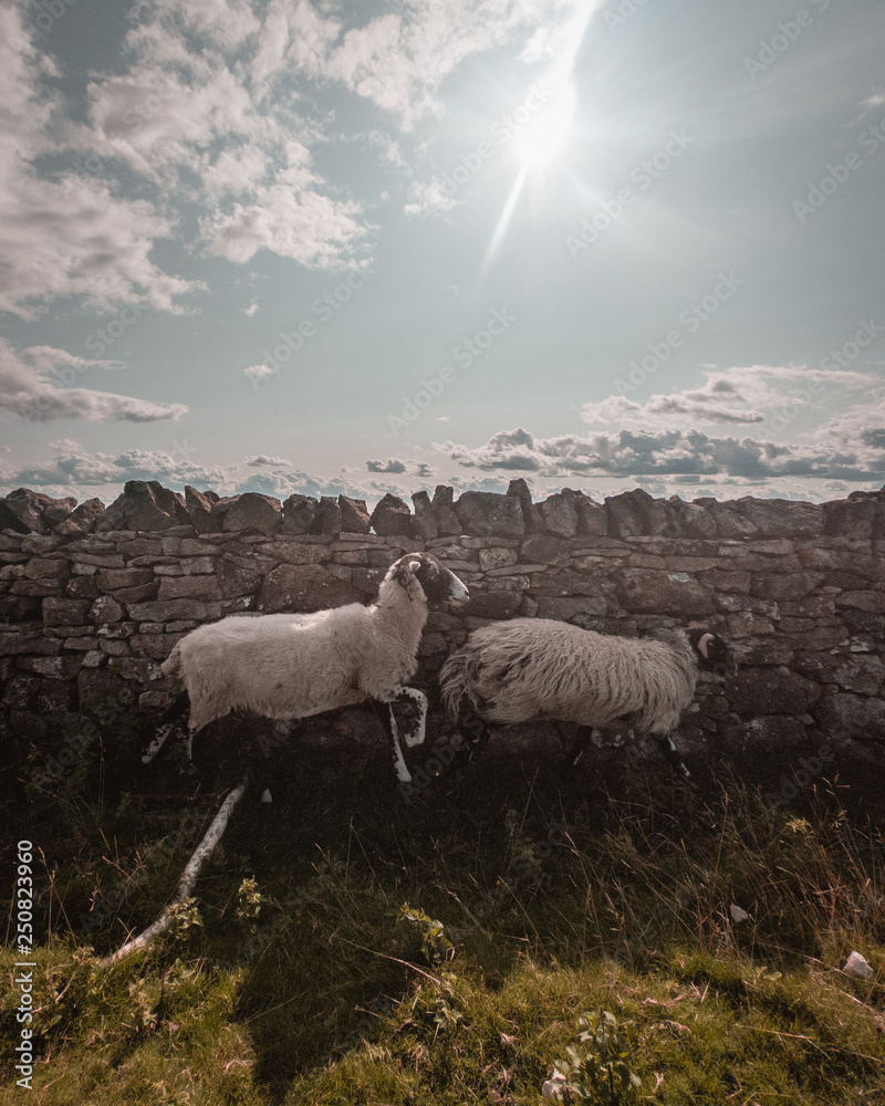 Fototapeta premium Sheep in front of Dry Stone Wall