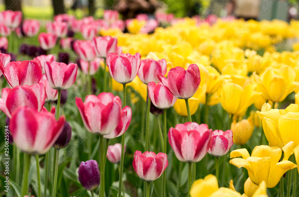 Pink tulips on yellow background in spring Park on Elagin island, St. Petersburg .