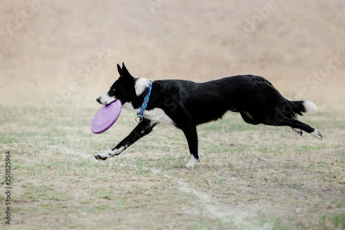 Dog sport competition